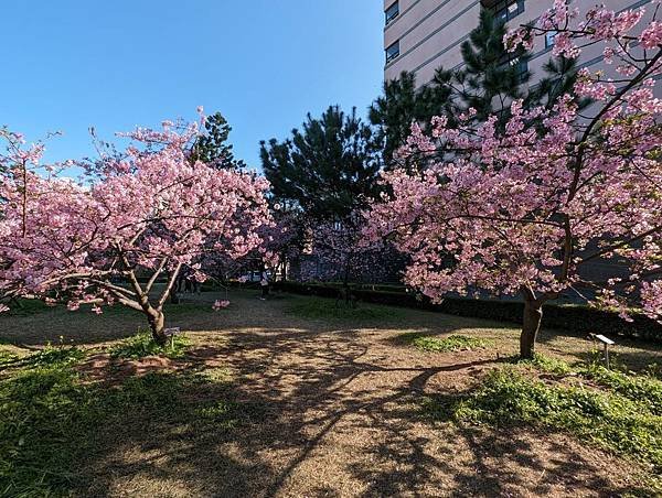 中央大學櫻花-07.jpg