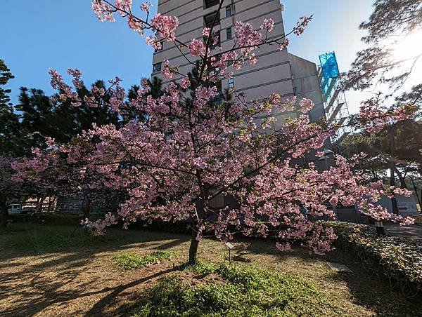 中央大學櫻花-08.jpg