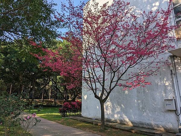 中央大學櫻花-16.jpg