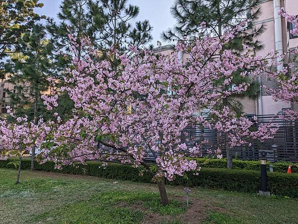 中央大學櫻花-14.jpg