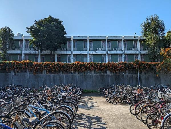 中央大學櫻花-19.jpg