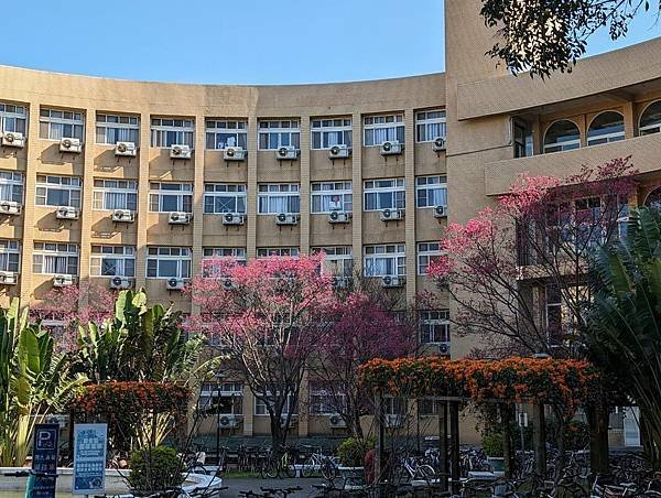 中央大學櫻花-17.jpg