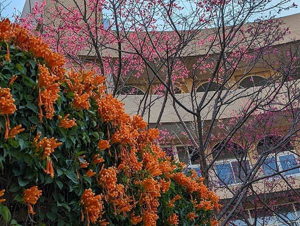 中央大學櫻花-18.jpg