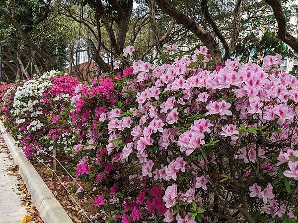 中央大學櫻花-27.jpg