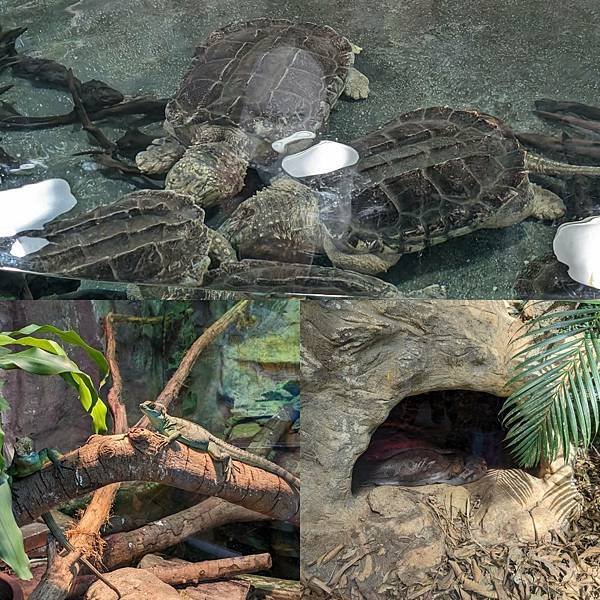 臺北市立動物園-31.jpg