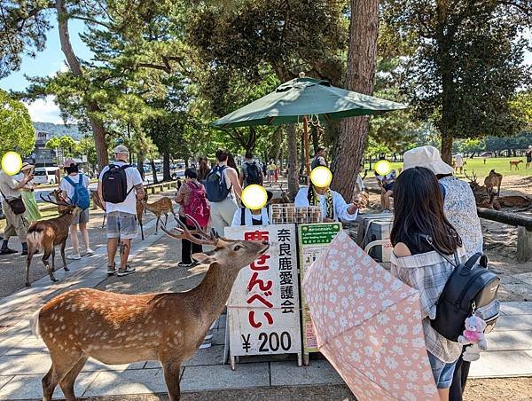 奈良公園-06.jpg