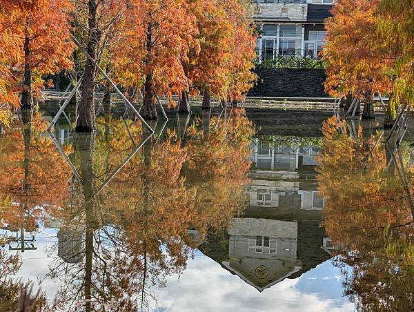 蘭庭農莊花園餐廳落羽松-12.jpg