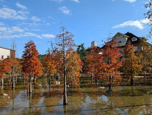 蘭庭農莊花園餐廳落羽松-22.jpg