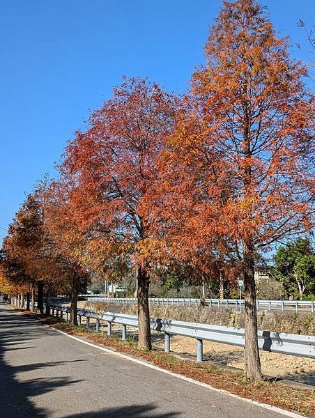 通霄落羽松大道-05.jpg