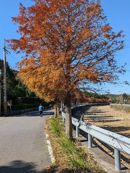 通霄落羽松大道-10.jpg