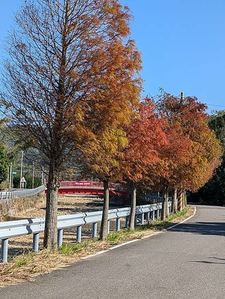 通霄落羽松大道-16.jpg