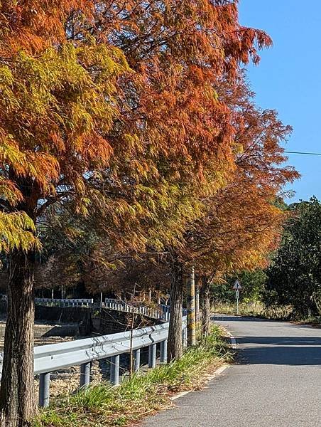 通霄落羽松大道-15.jpg
