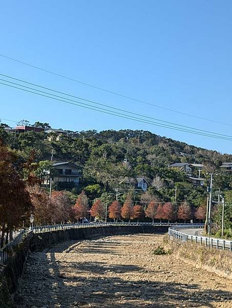 通霄落羽松大道-19.jpg