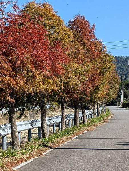 通霄落羽松大道-20.jpg