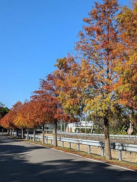 通霄落羽松大道-22.jpg