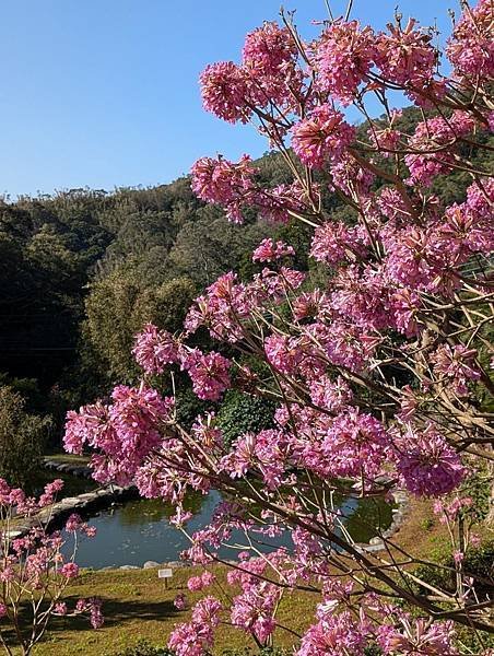 陳家休閒農場風鈴木-09-1.jpg