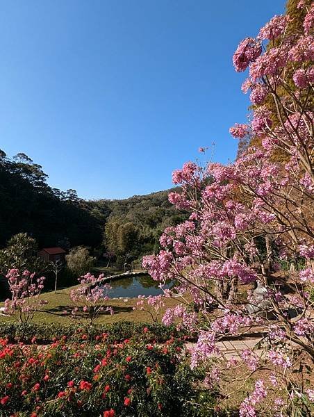 陳家休閒農場風鈴木-09.jpg