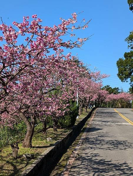 花園新城櫻花-01.jpg