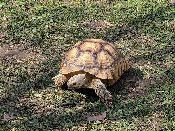 莒光公園-25.jpg