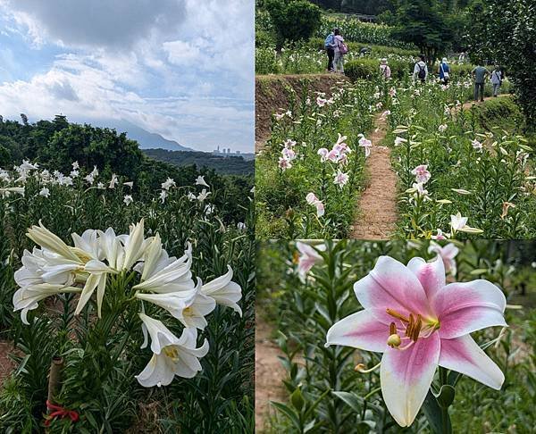 淡水奎柔山路百合花田-01.jpg