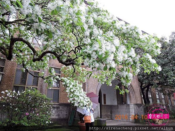 2016  台大校園四月雪_流蘇_SirenaCheng