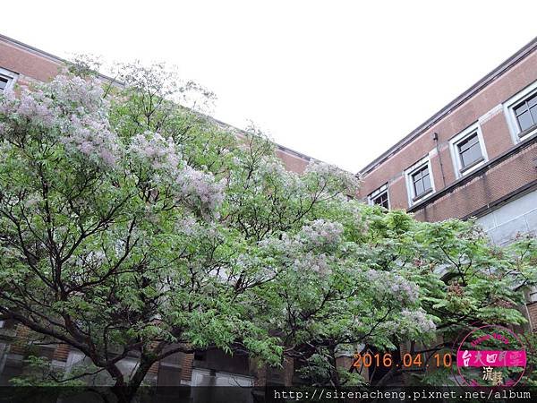 2016  台大校園四月雪_流蘇_SirenaCheng