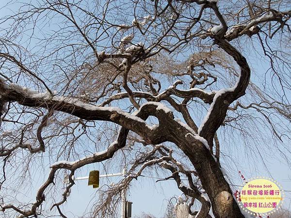 2016新疆烏魯木齊紅山公園_SirenaCheng