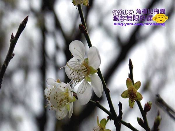 20160110桃園角板山_東眼山_普拉多山丘民宿一日遊_SirenaCheng