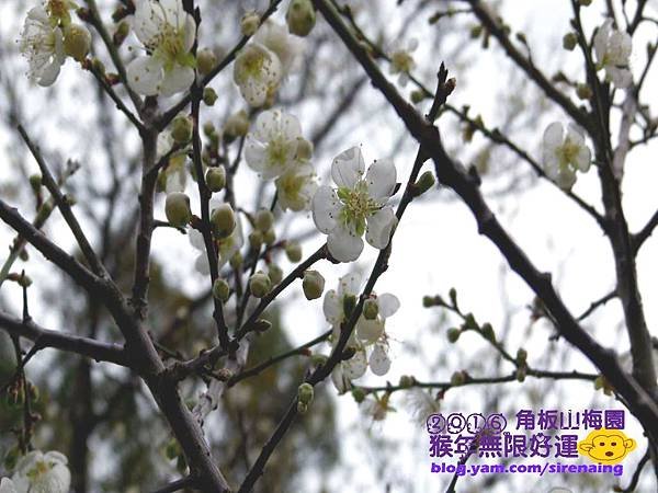 20160110桃園角板山_東眼山_普拉多山丘民宿一日遊_SirenaCheng