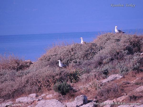 2016土耳其九日遊_Turkey Kusadasi_Sirena Cheng