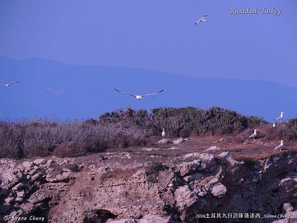 2016土耳其九日遊_Turkey Kusadasi_Sirena Cheng