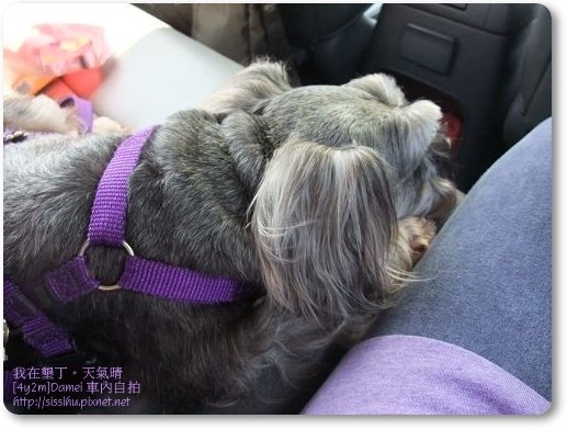 車上拍達妹