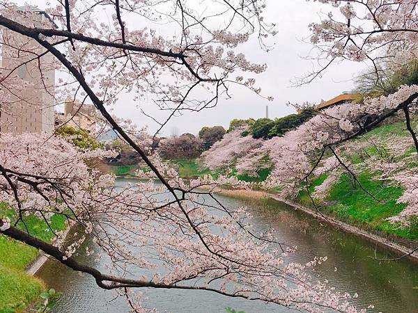 2017410 代代木、千鳥之淵_170413_0022