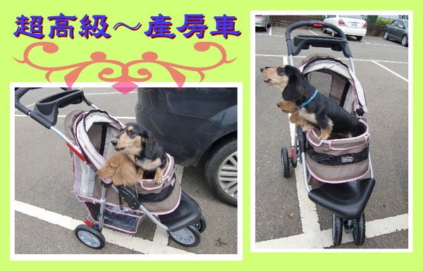 dog2010-07-01.jpg
