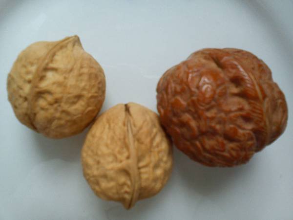 核桃 walnut補腦補腎火 合桃食量