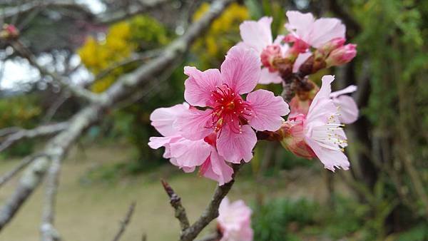 櫻花20170201_110116.jpg