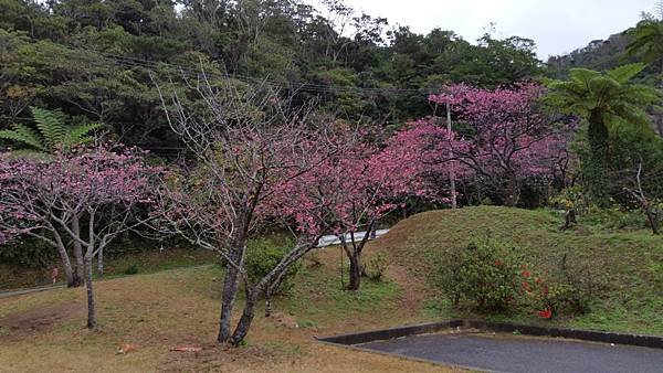 八重岳櫻之森公園20170201_172156.jpg