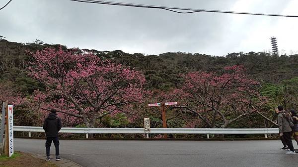 八重岳櫻之森公園20170201_172511.jpg