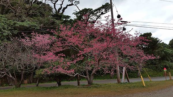 八重岳櫻之森公園20170201_173739.jpg