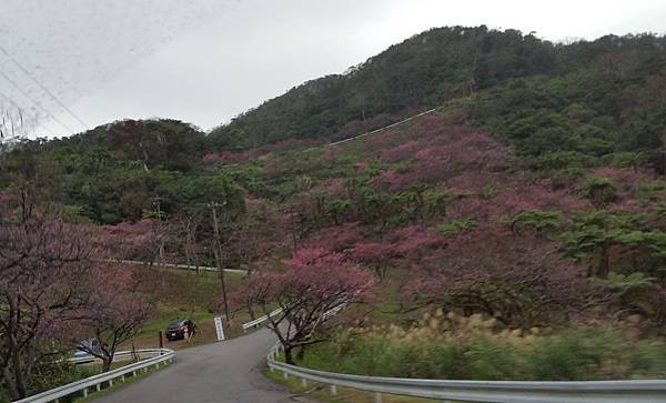 八重岳櫻之森公園20170201_165509.jpg