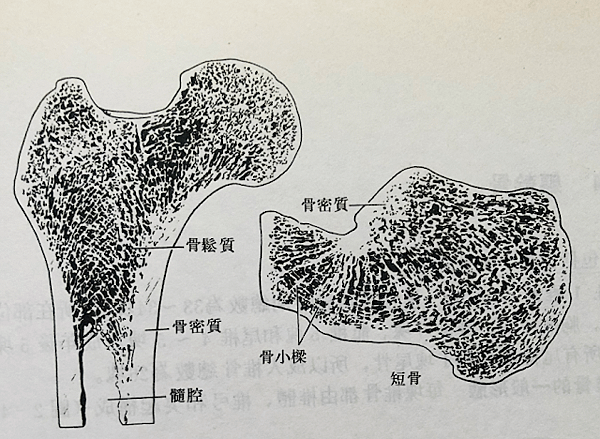 骨質疏鬆.png