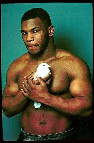 mike tyson pigeon.jpg