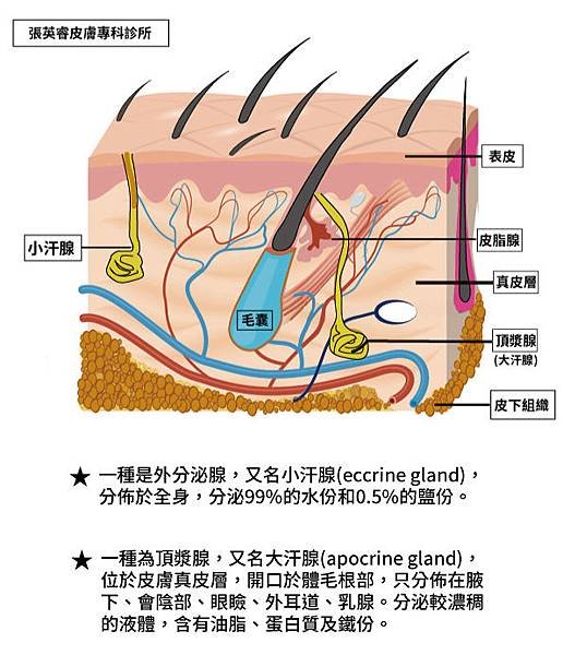 惱人狐臭頂漿腺示意圖