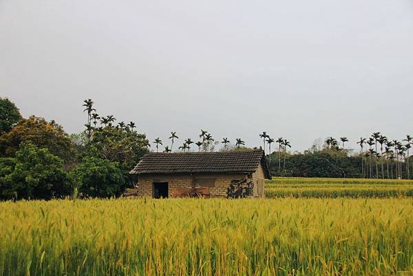 麥浪