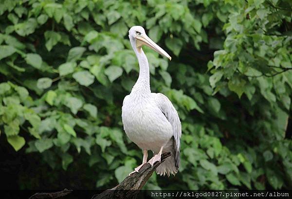 IMG_2238_compressed.jpg