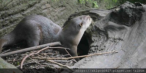 IMG_2298_compressed.jpg