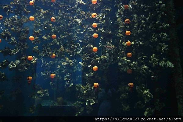 IMG_2346_compressed.jpg