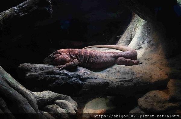 IMG_2373_compressed.jpg