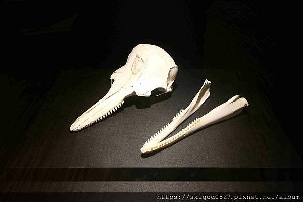IMG_4708_compressed.jpg