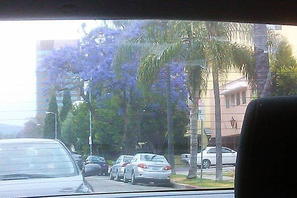 Jacaranca_2